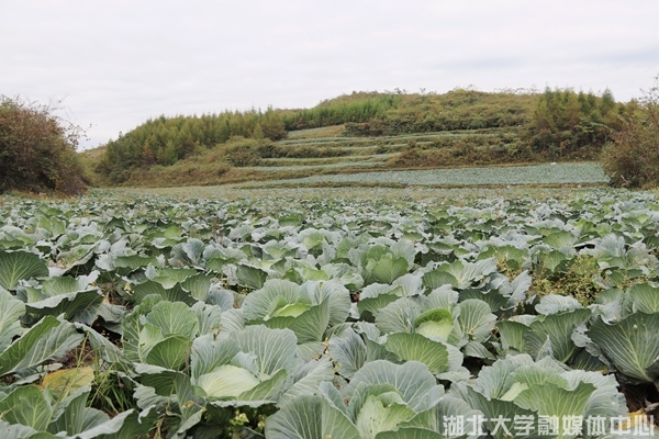 yl8cc永利线路检测中心